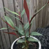 Alpinia Red Rubin Red Bamboo Ginger P10alprru - Garden Express Australia