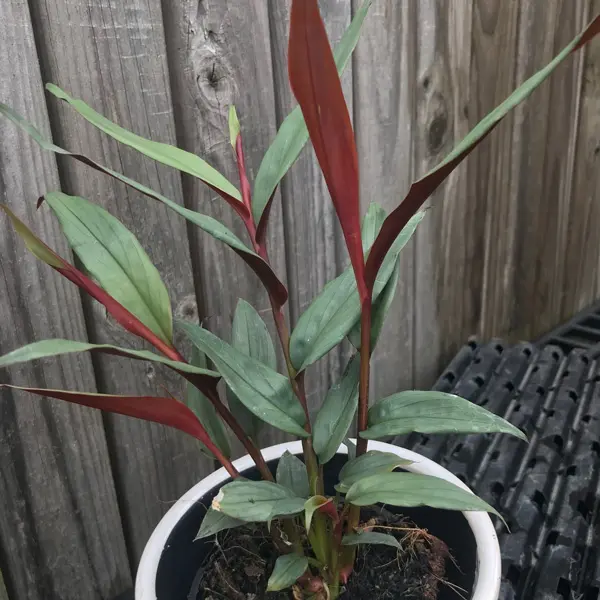 Alpinia Red Rubin- Red Bamboo Ginger