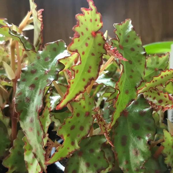 Begonia Amphioxus
