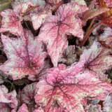 Begonia Bewitched Cherry P10begbch - Garden Express Australia
