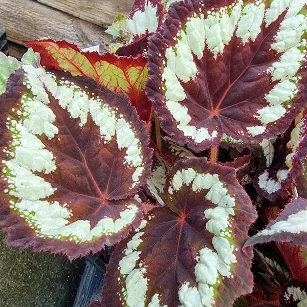 Begonia Black Beauty