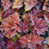 Begonia Sunset Blaze P10begsbl - Garden Express Australia