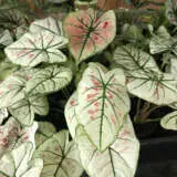 Caladium Strawberry Star P10calsst - Garden Express Australia