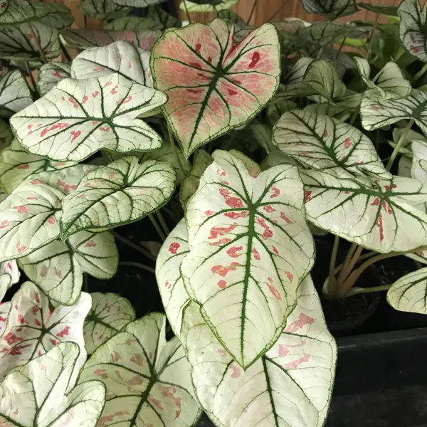Caladium Strawberry Star