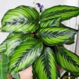 Calathea Beauty Star P10calbst - Garden Express Australia