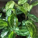 Calathea Bijoux P10calbjo - Garden Express Australia