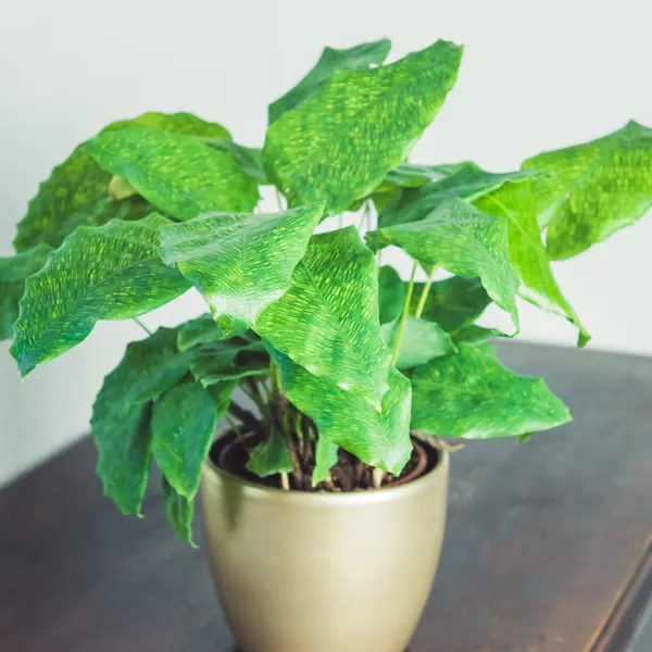 Calathea Network (musaica)