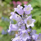Campanula Canterbury Bells Lavender P68camcbl - Garden Express Australia
