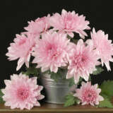 Chrysanthemumscalabria Dark Pink Pack Of 5 - Garden Express Australia