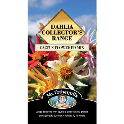 Dahlia Cactus Flowered Mix Seedahcfm - Garden Express Australia