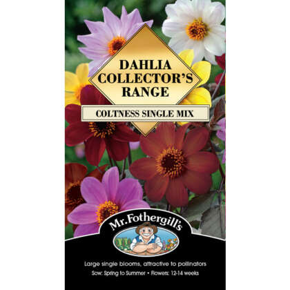 Dahlia Coltness Single Mix Seedahcsm - Garden Express Australia