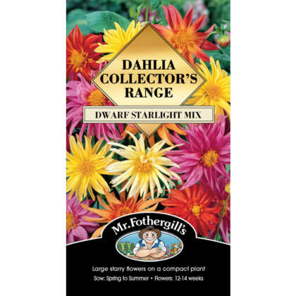 Dahlia Dwarf Starlight Mix Seedahdsm - Garden Express Australia