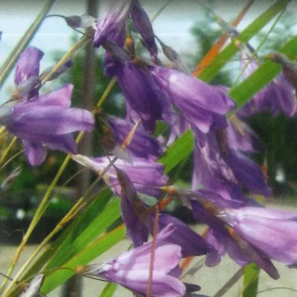 Fairy Fishing Rod Blue Fairy Fishing Rod Blue