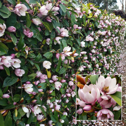 Fairy Magnolia Blush Hedge Collection Colmagfbl - Garden Express Australia