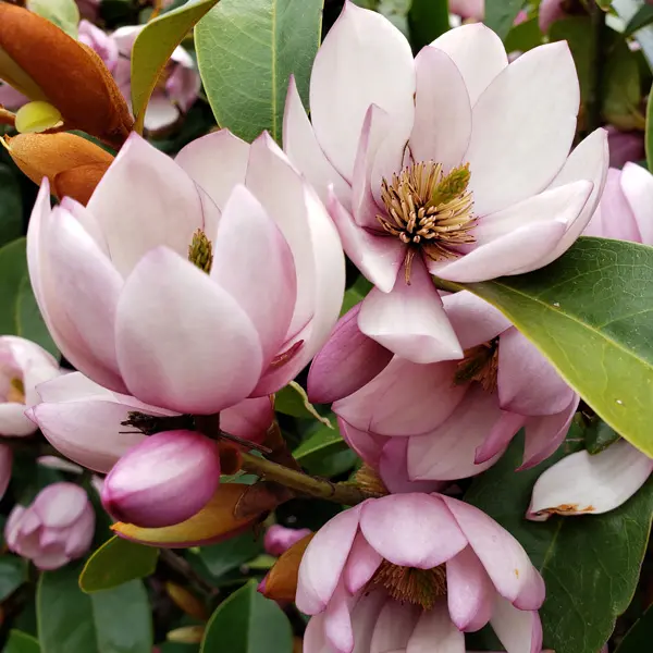 Fairy Magnolia Blush