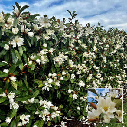 Fairy Magnolia Cream Hedge Collection Colmagfcr - Garden Express Australia