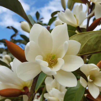 Fairy Magnolia Cream P75magfcr - Garden Express Australia