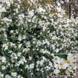 Fairy Magnolia White Hedge Collection Colmagfwh - Garden Express Australia