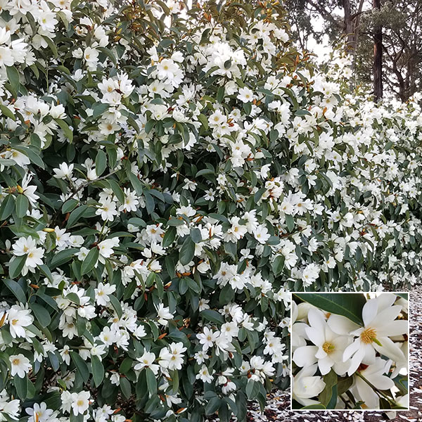 Fairy Magnolia White Hedge Collection