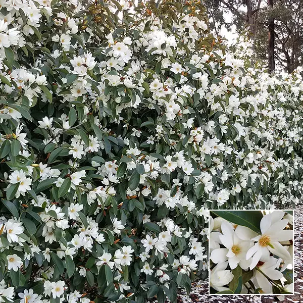 Fairy Magnolia White Hedge Collection