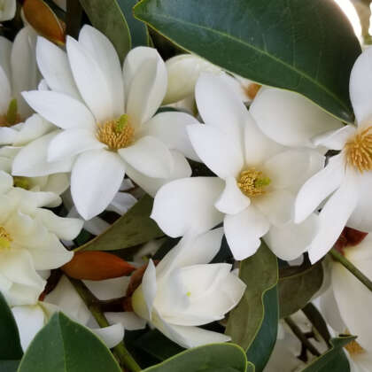 Fairy Magnolia White P75magfwh - Garden Express Australia