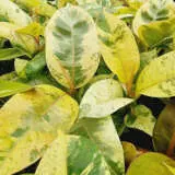 Ficus Shivereana P10ficshv - Garden Express Australia