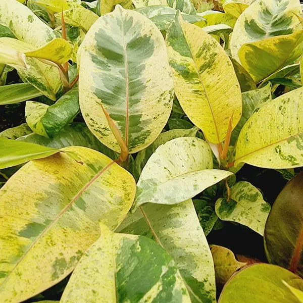 Ficus Shivereana