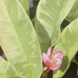 Frangapani Coolsummer - Garden Express Australia