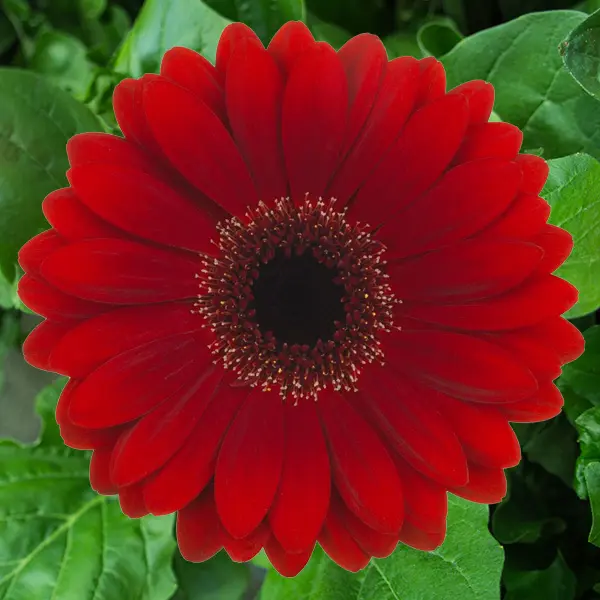 Gerbera Basta