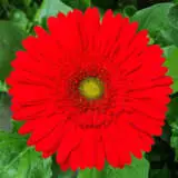 Gerbera Bellagio Plagerbel - Garden Express Australia