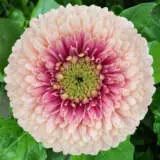 Gerbera Bolero Lipliner Plagerbll - Garden Express Australia