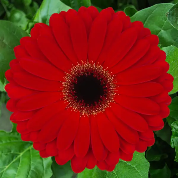 Gerbera Centurion