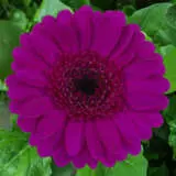 Gerbera Impact Plageripc - Garden Express Australia