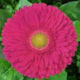 Gerbera Kensi Plagerken - Garden Express Australia