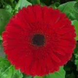 Gerbera Kilan Plagerkla - Garden Express Australia