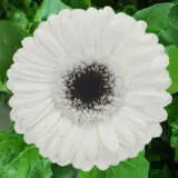 Gerbera Lido Plagerlid - Garden Express Australia