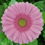 Gerbera Melrose Plagermel - Garden Express Australia