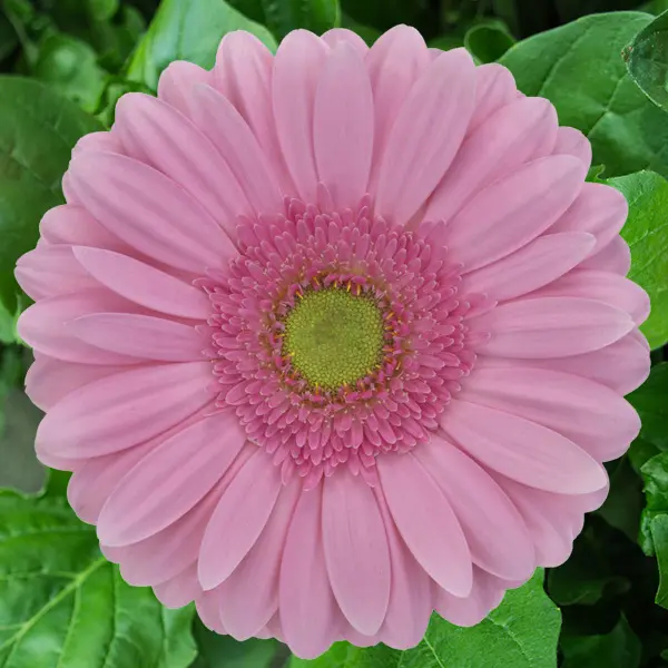 Gerbera Melrose