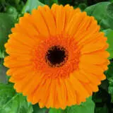 Gerbera Mette Plagermet - Garden Express Australia