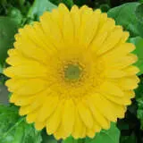 Gerbera Palm Beach Plagerpbe - Garden Express Australia