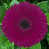 Gerbera Passoa Plagerpas - Garden Express Australia