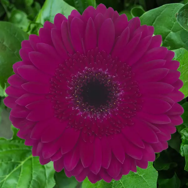 Gerbera Passoa