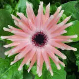 Gerbera Pastini Pesaro Plagerppe - Garden Express Australia