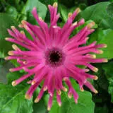 Gerbera Pastini Vittoria Plagerpvi - Garden Express Australia