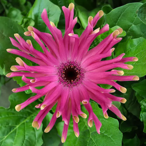 Gerbera Pastini Vittoria