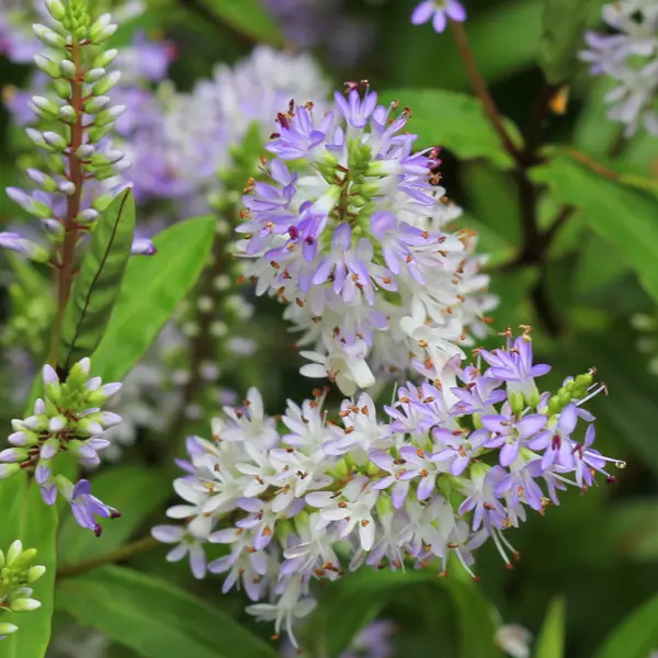 Hebe Lake P68heblak - Garden Express Australia