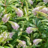 Hebe Pink Candy Lpohebpca - Garden Express Australia