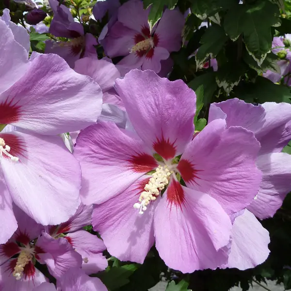 Hibiscus Single Purple