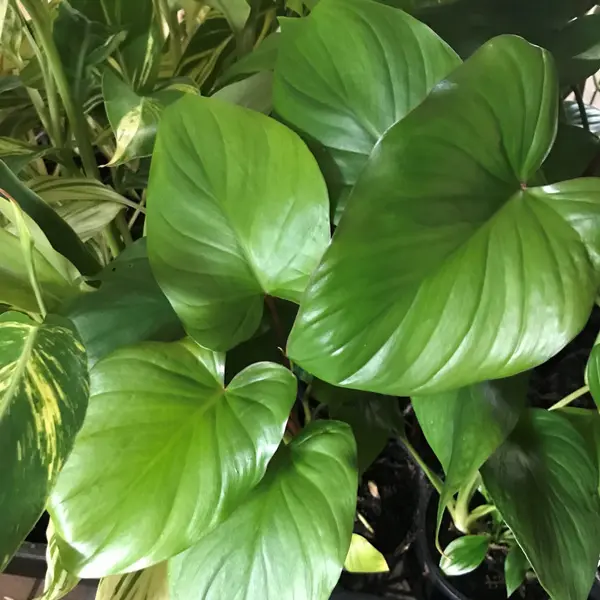 Homalomena Rubescens