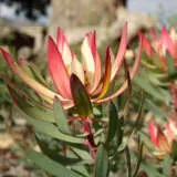 Leucadendron Fire Glow P14lcdfgl - Garden Express Australia
